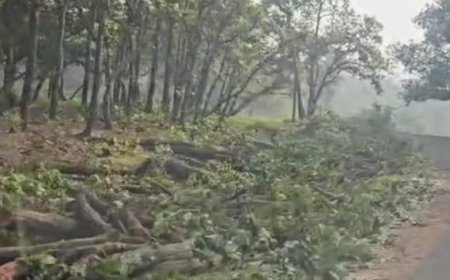 *जब जंगल ही नहीं रहेंगे तो लोग अमरकंटक क्यों आएगें*  जबलपुर- अमरकंटक मार्ग चौड़ीकरण की भेंट चढ रहे सदियों पुराने जंगल