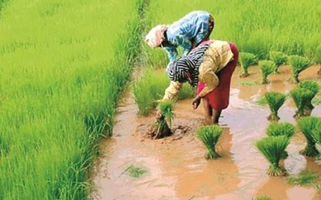 लोढी गाँव में खेतों आटी की बढी चोरी  किसानों की मेहनत पर फिर रहा पानी