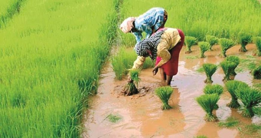 लोढी गाँव में खेतों आटी की बढी चोरी किसानों की मेहनत पर फिर रहा पानी